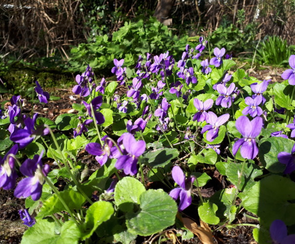 PAUL DE LA RENAUDIERE  maison d'horticulture