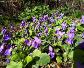 PAUL DE LA RENAUDIERE  maison d'horticulture