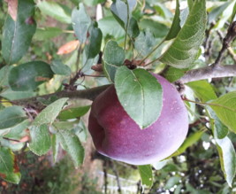 PAUL DE LA RENAUDIERE  maison d'horticulture