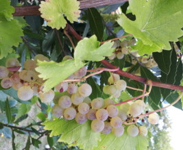 PAUL DE LA RENAUDIERE  maison d'horticulture