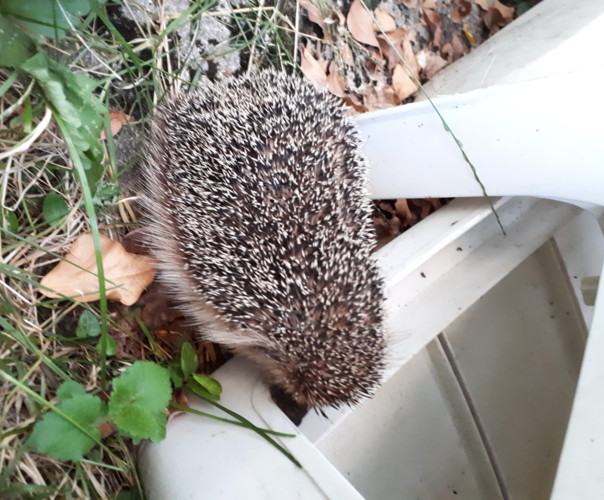 PAUL DE LA RENAUDIERE  maison d'horticulture