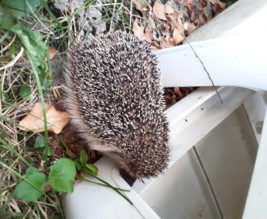 PAUL DE LA RENAUDIERE  maison d'horticulture