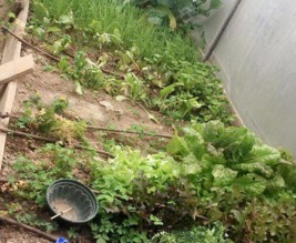 Les jardins de Bel-Air