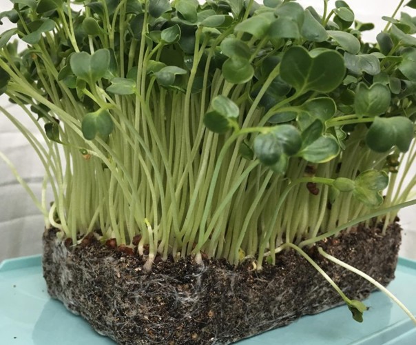 Micro Pousses Clamart