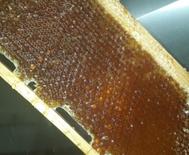 COUEDON APICULTURE