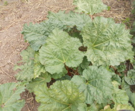 Les jardins de Nounou