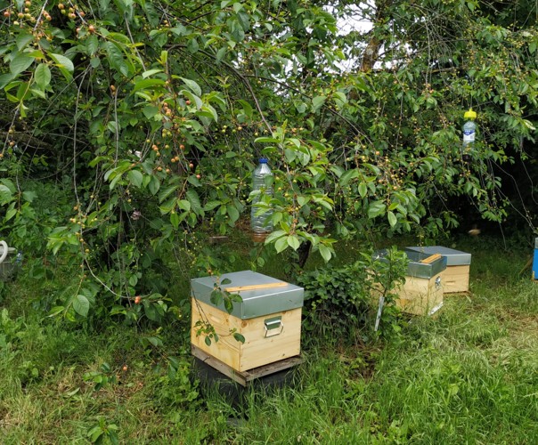 le rucher des cadelis