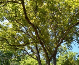 Le jardin du phoenix