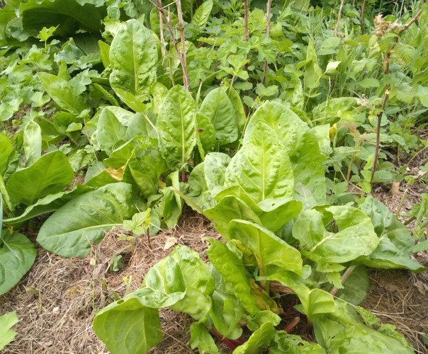 Le jardin du phoenix