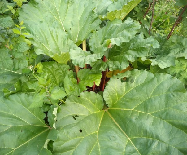 Le jardin du phoenix