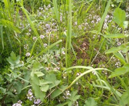 Le jardin du phoenix