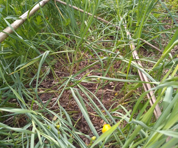 Le jardin du phoenix