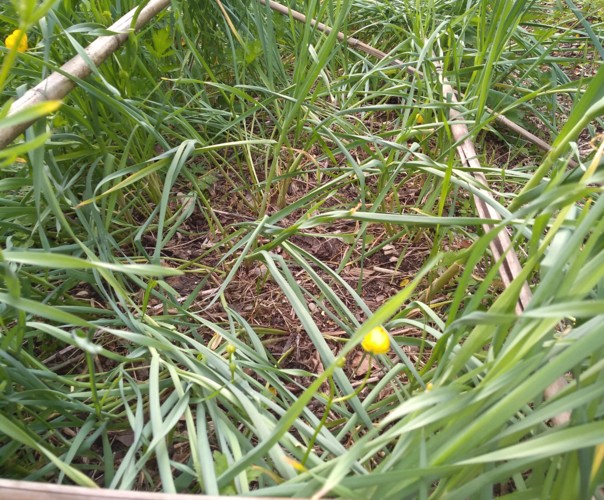 Le jardin du phoenix