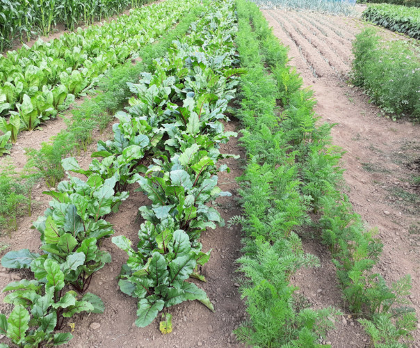 jardin ouvrier de flers