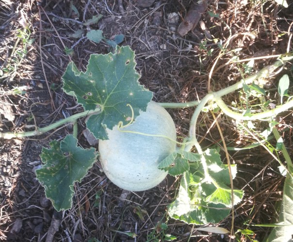 le jardin du candeou