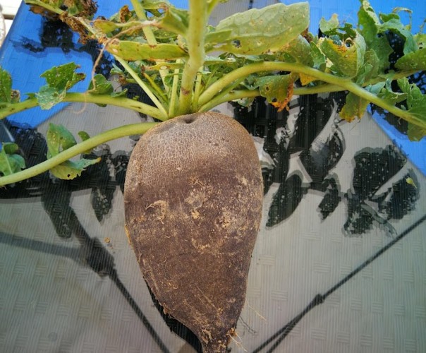 Légume de Bellecombe