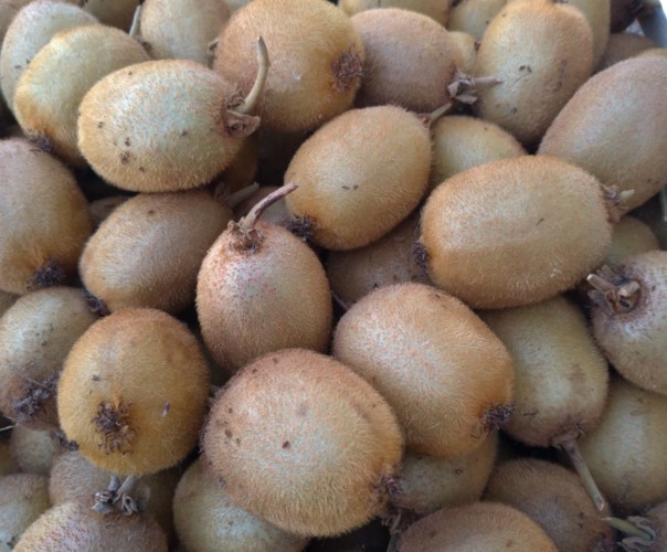 Kiwi kiwi