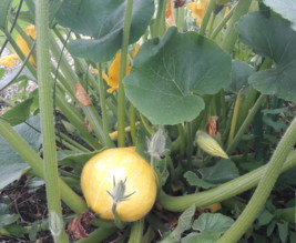 Le jardin de Marjorie