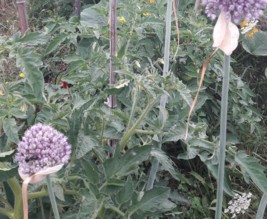 Le jardin de Marjorie