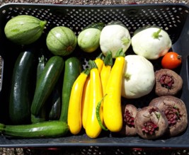 Le jardin de la Gloriette