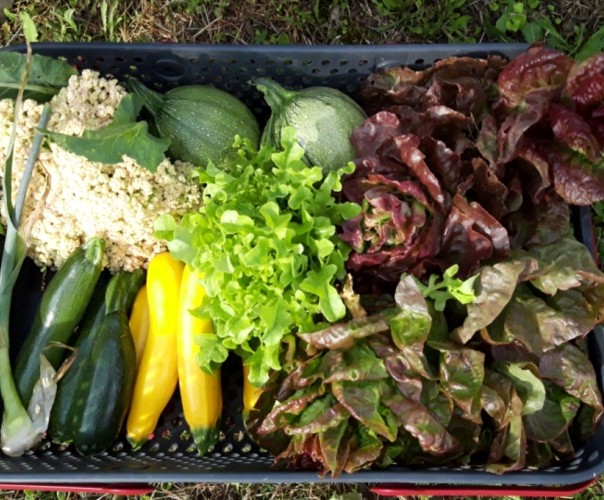 Le jardin de la Gloriette