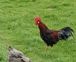 les cocotes des Abers