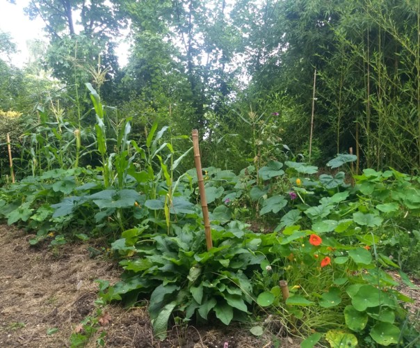 La fougère & le bambou