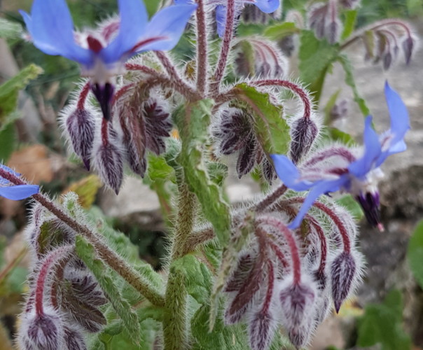 le jardin de Samsara