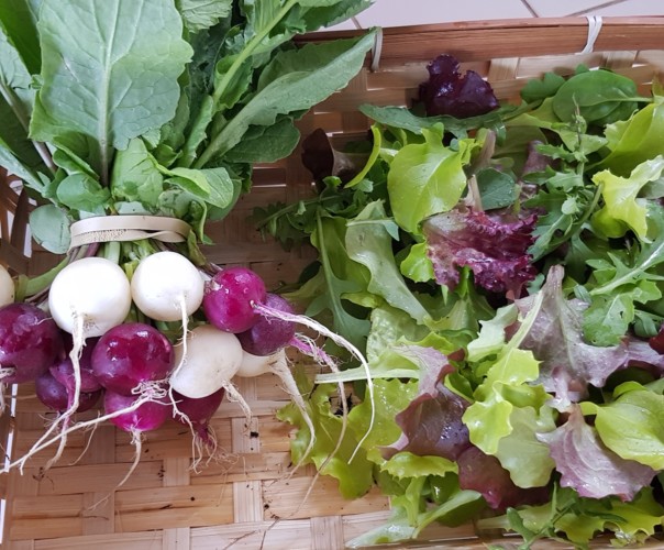 le jardin de Samsara