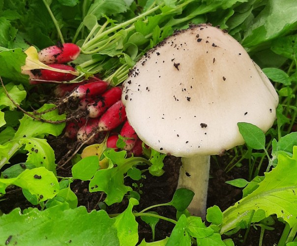 le jardin de Philippe