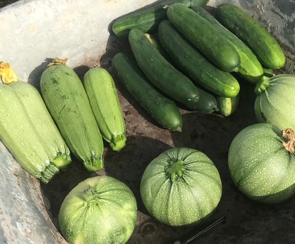 Au potager de Damien et Eva
