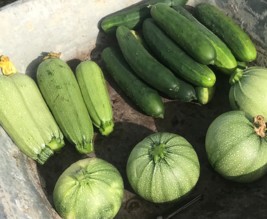 Au potager de Damien et Eva