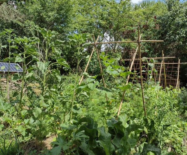La fougère & le bambou