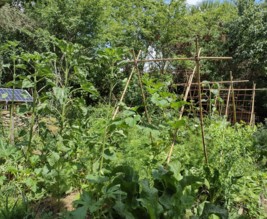 La fougère & le bambou