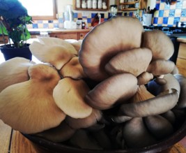 Champignons Coussacois