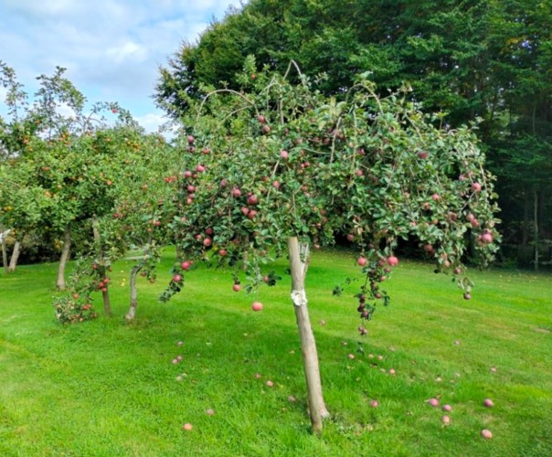 Le verger du quesnay