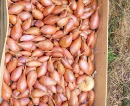 verger Alix et Marion