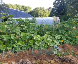 Potager chez regat