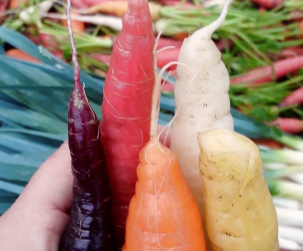 Les Paniers du Maquis