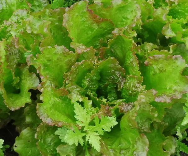 Potager de la belle Hébé