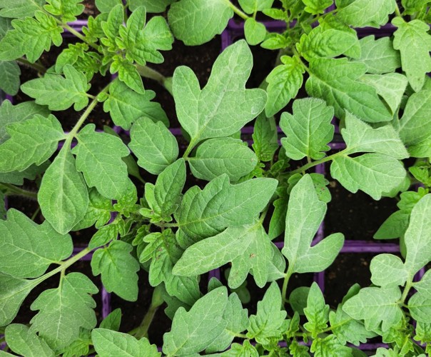 Serres des Princesses