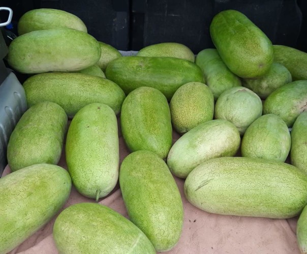 Pastèque-Melon-Courges-Tomate-Concombre.