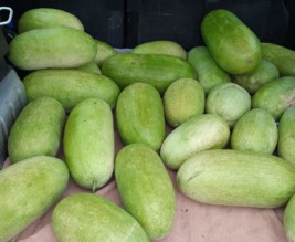 Pastèque-Melon-Courges-Tomate-Concombre.