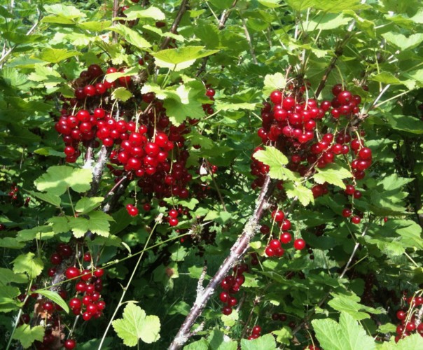 Les Délices du Potager