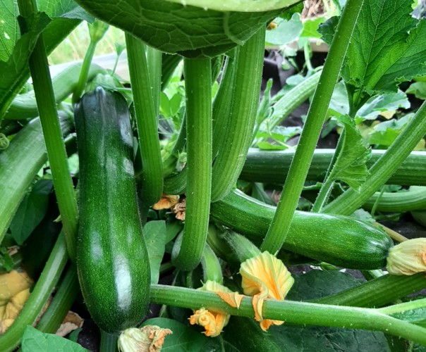 Les carrés d'Antoine