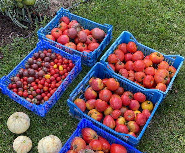 Le potager de Baptiste