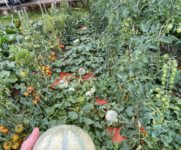 Le potager de Baptiste