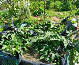 le jardin du chateau