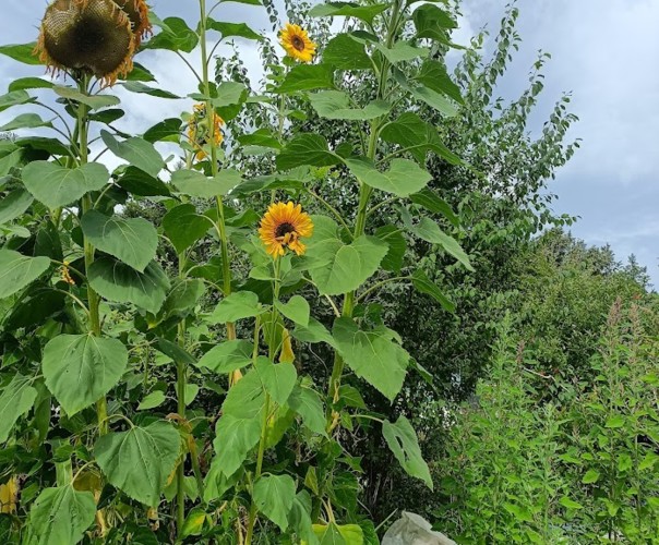 le jardin du chateau