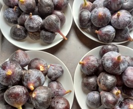 Jardin du Pays de Nay